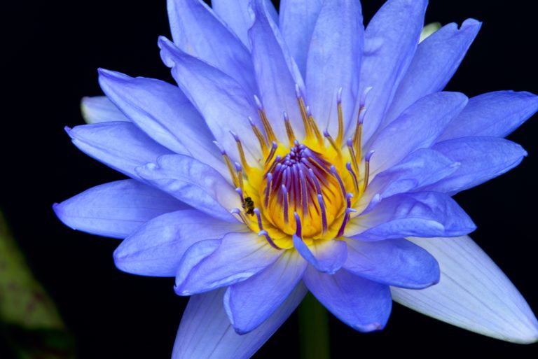 purple-lotus-flower