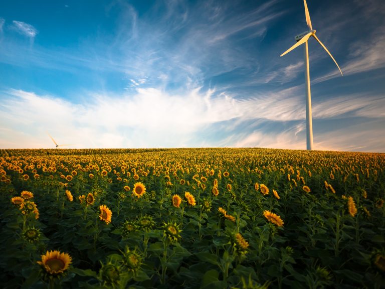 windmill-flowers